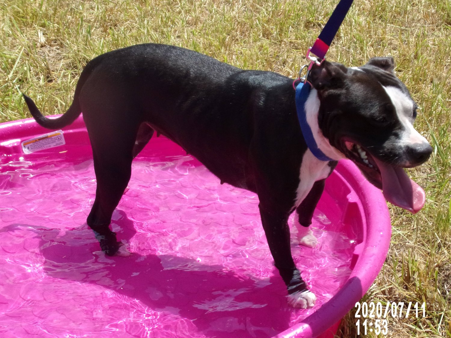 Zoey enjoys a dip in the pool.